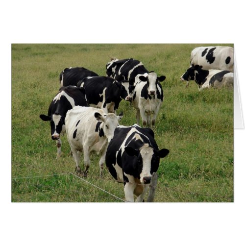 Dairy Cattle Pasture All Occasion Blank Greeting