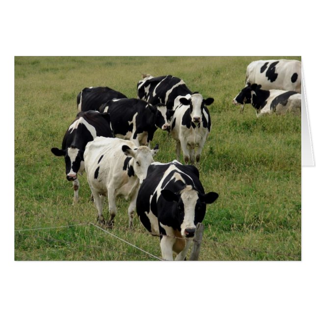 Dairy Cattle Pasture All Occasion Blank Greeting Cards (Front Horizontal)
