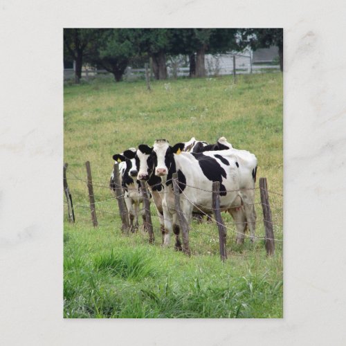 Dairy Cattle Postcard