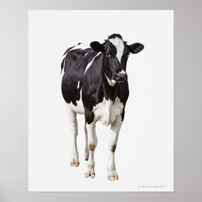 Dairy cow (Bos taurus) on white background Poster (Front)