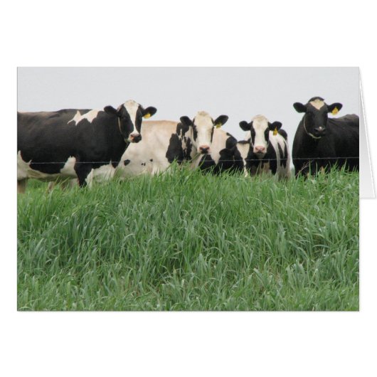Dairy Cow Card (Front Horizontal)