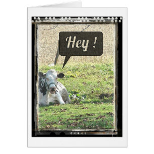 Dairy Cow Hey! Cards