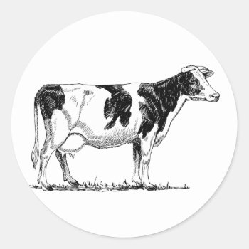Dairy Cow Holstein Fresian Pencil Drawing Classic Round Sticker by CorgisandThings at Zazzle