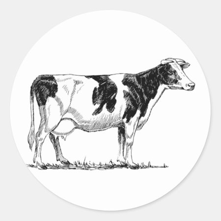 Dairy Cow Holstein Fresian Pencil Drawing Classic Round Sticker