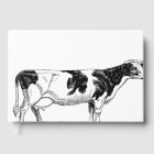 Dairy Cow Holstein Fresian Pencil Drawing
