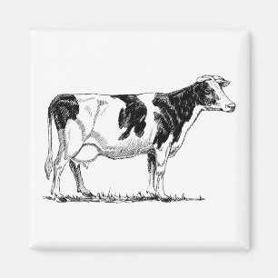 Dairy Cow Holstein Fresian Pencil Drawing Magnet