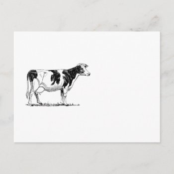Dairy Cow Holstein Fresian Pencil Drawing Postcard by CorgisandThings at Zazzle