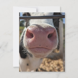 Dairy Cow on a Farm in Pennsylvania Note Card