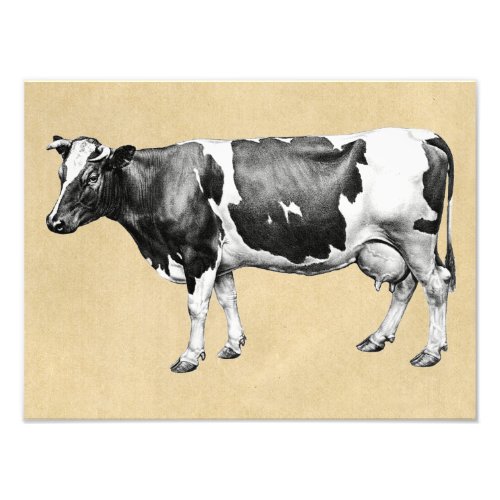 Dairy Cow Photo Print