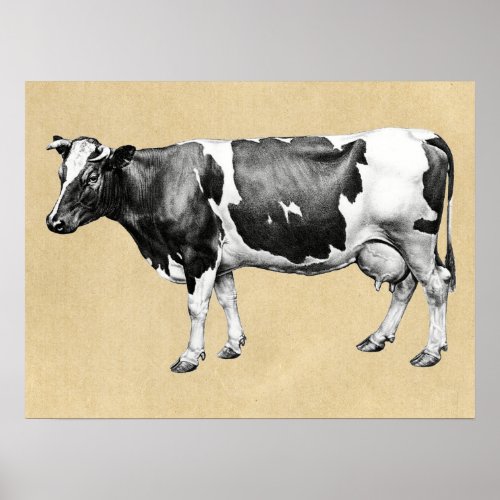 Dairy Cow Poster