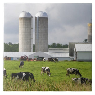Dairy cows and farm near Taylor County Ceramic Tile