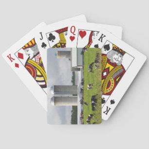 Dairy cows and farm near Taylor County Poker Cards