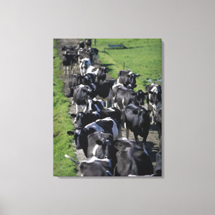 Dairy cows awaiting milking canvas print