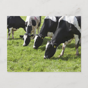Dairy cows grazing in pasture postcard