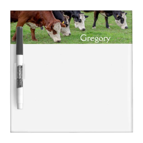 Dairy cows grazing meadow grass farmer cattle  dry erase board