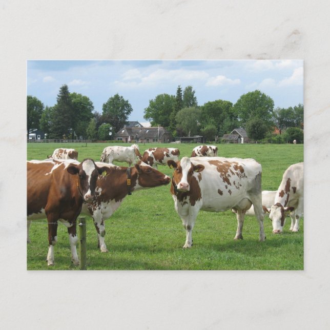 Dairy Cows Looking at You Postcard (Front)
