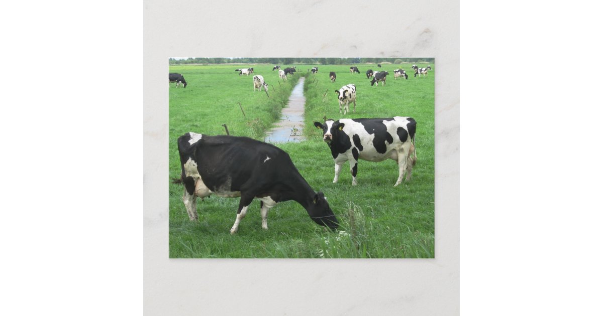 Dairy Cows Postcard | Zazzle