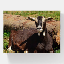 Dairy Goat Paperweight