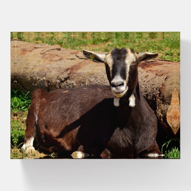 Dairy Goat Paperweight (Front)