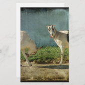 Dairy Goats (Front/Back)