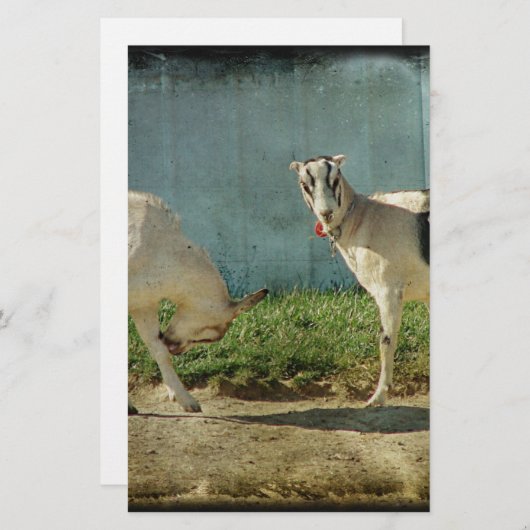 Dairy Goats (Front/Back)