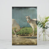 Dairy Goats (Standing Front)