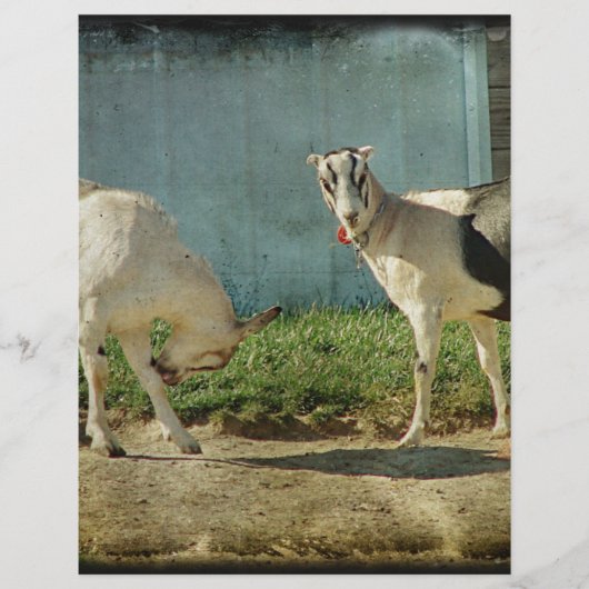 Dairy Goats (Front)