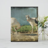 Dairy Goats (Standing Front)