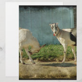 Dairy Goats (Front/Back)