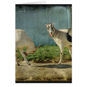 Dairy Goats Cards