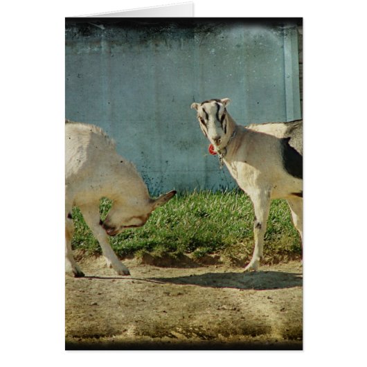 Dairy Goats Cards (Front)