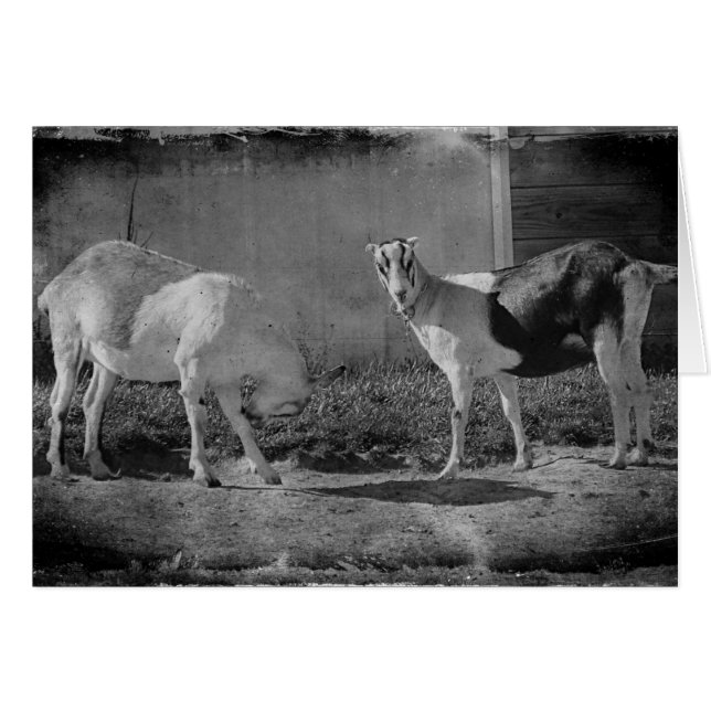 Dairy Goats in black and white Cards (Front Horizontal)