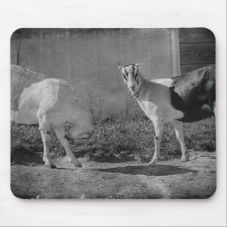 Dairy Goats in black and white Mouse Pad