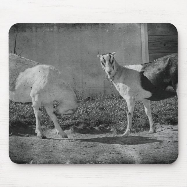 Dairy Goats in black and white Mouse Pad (Front)