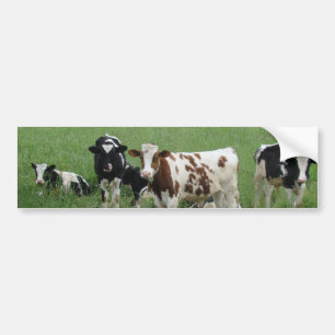 Dairy Milk Cow on the Farm Bumper Sticker