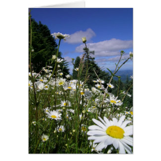 Daisies 01 cards