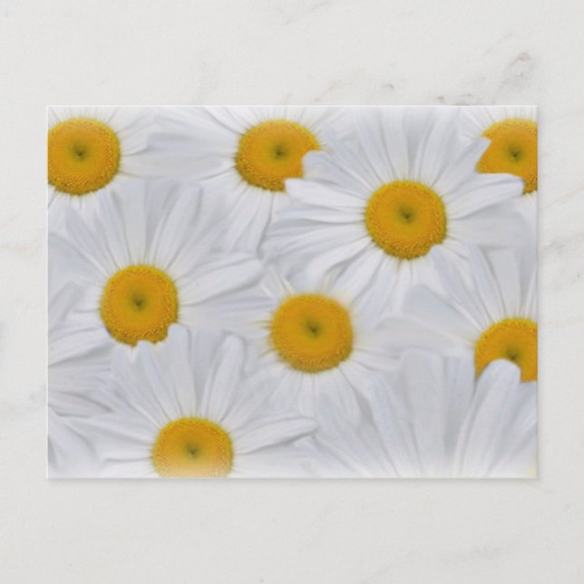 Daisies 6 postcard (Front)