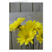 Daisies Along the Fence (Front)