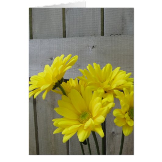 Daisies Along the Fence Cards (Front)