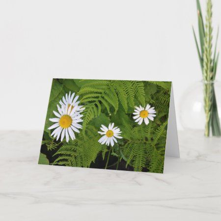 Daisies And Ferns, Envelope Included Card