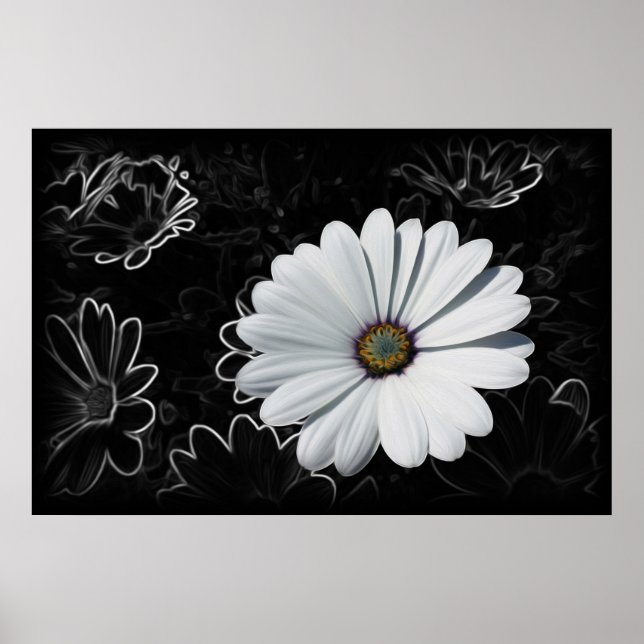 Daisies and shades of gray poster (Front)