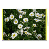 Daisies Aplenty (Front Horizontal)