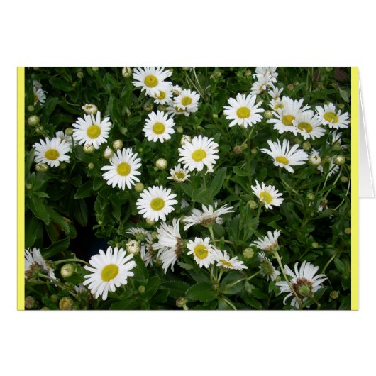 Daisies Aplenty Cards (Front Horizontal)