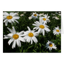 Daisies Blank Inside Personalize Card