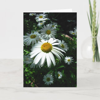 Daisies Card