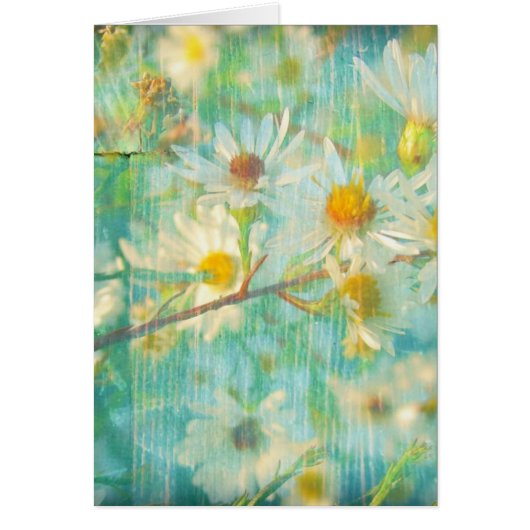 Daisies Cards (Front)