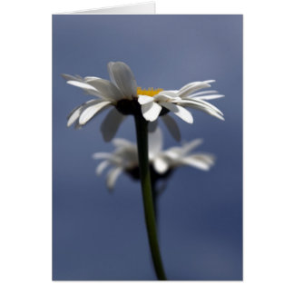 Daisies Cards