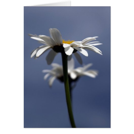 Daisies Cards (Front)