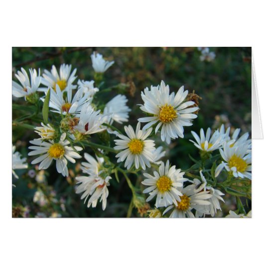 Daisies Cards (Front Horizontal)