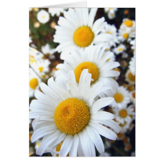 Daisies Cards (Front)